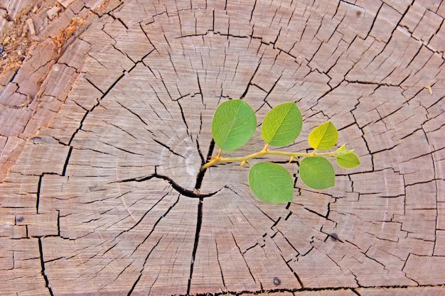 Hoja verde en textura de madera