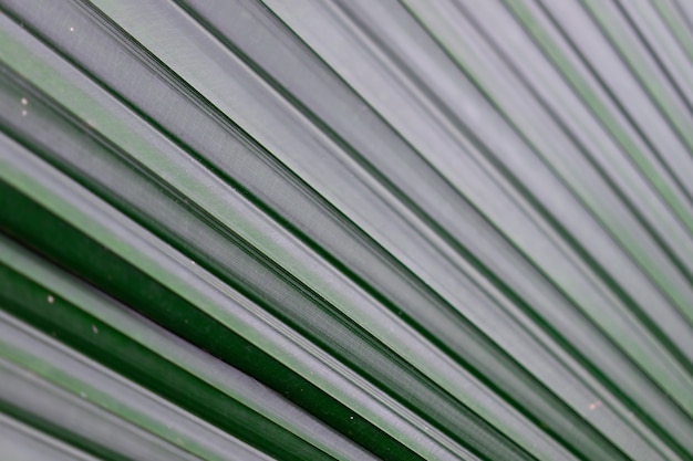 Hoja verde con textura