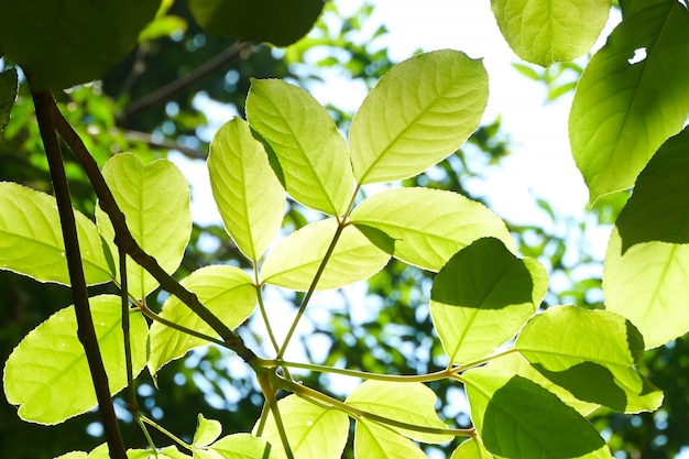 Hoja verde translúcida por la mañana.