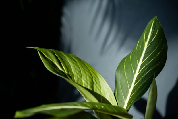 La hoja verde tropical de la caña muda o del Dieffenbachia en luz del verano.