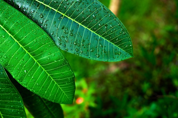 Hoja verde tropical fresca