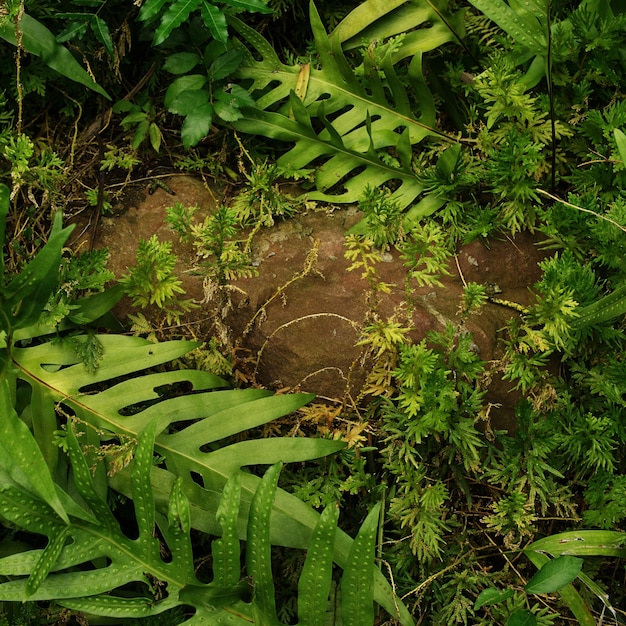 Hoja verde tropical