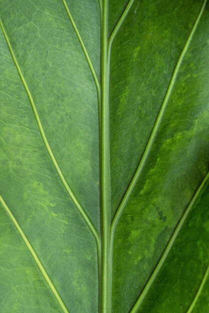 Una hoja verde con las venas verdes de la hoja.