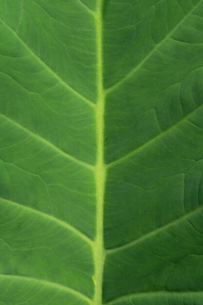 Una hoja verde con las venas verdes de la hoja.