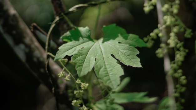 Hoja verde