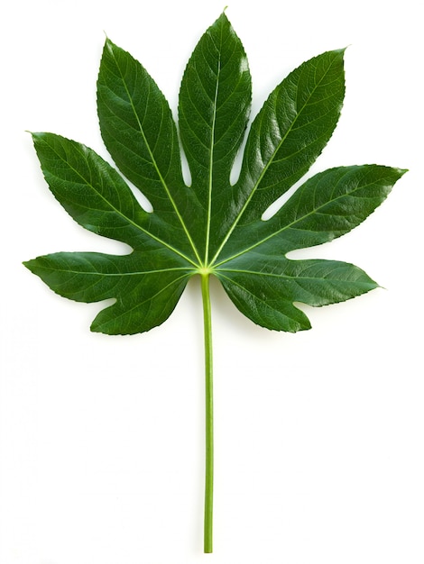 Hoja verde