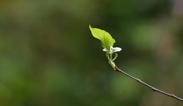 hoja verde