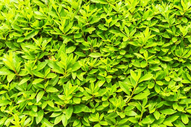 hoja verde