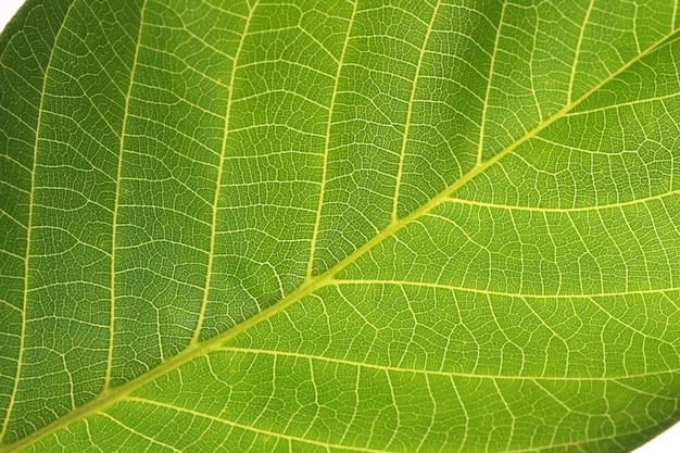 Foto hoja verde