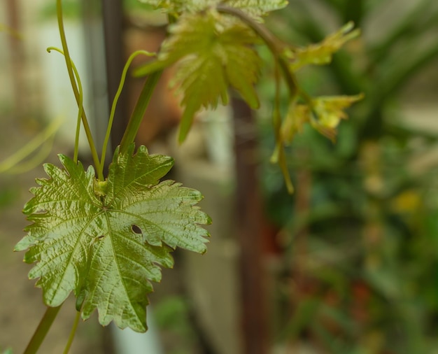 La hoja de vid recién cultivada buena para usar en la cocina