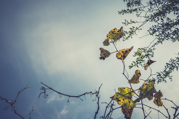 Hoja de vid de uva de otoño