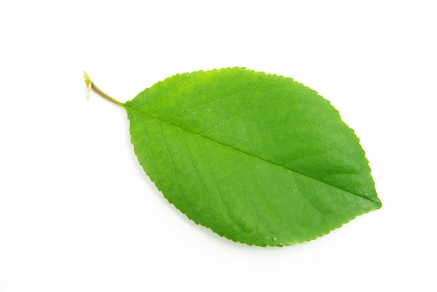 Hoja