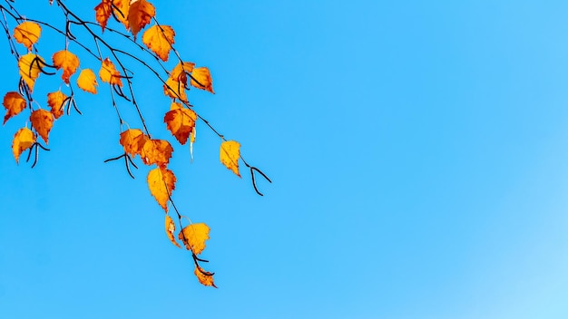 Hojas de abedul amarillas y naranjas contra un cielo azul Copiar espacio