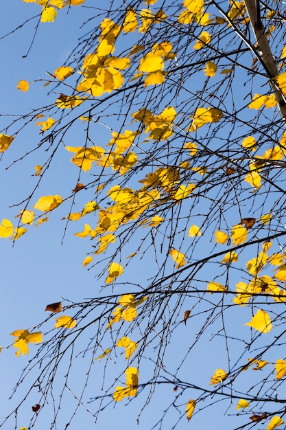 Hojas de abedul amarillentas en el parque de otoño