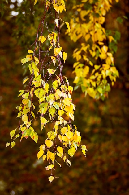 Hojas de abedul amarillo, colores cálidos otoñales