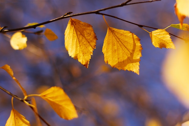 Hojas de abedul amarillo contra el cielo en otoño. fondo de otoño brillante