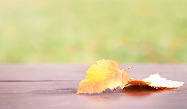 Hojas de abedul de otoño dorado sobre una mesa de madera, fondo natural.