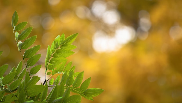 Hojas de acacia verdes sobre un fondo amarillo de hojas de arce de otoño resplandor del sol y bokeh