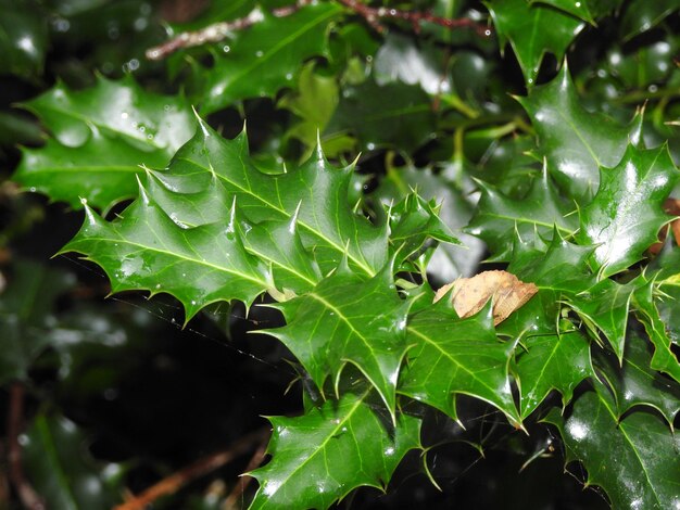 Foto hojas de acebo bajo la lluvia