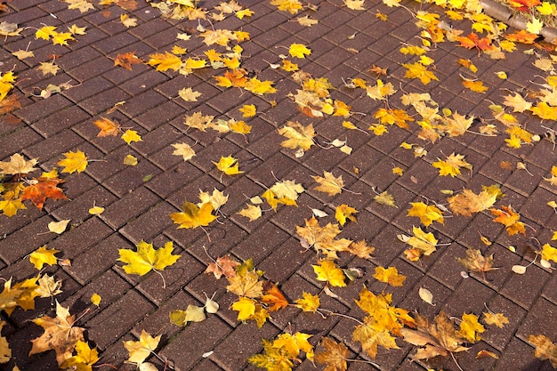 Hojas en la acera otoño