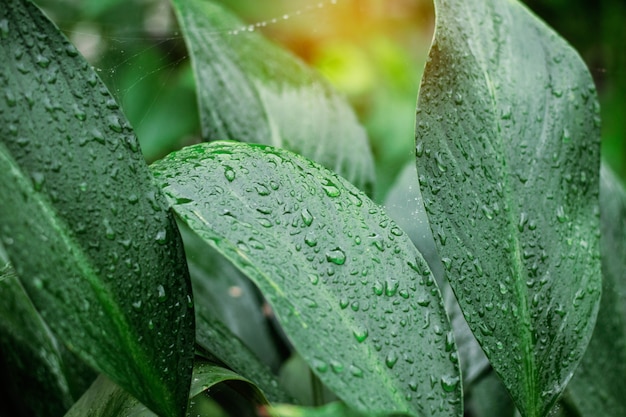 Las hojas con agua caen después de la lluvia.