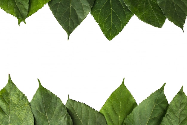 Foto hojas aisladas sobre fondo blanco.