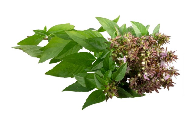 Hojas de albahaca dulce con flores sobre fondo blanco Trazado de recorte