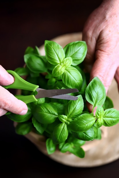 Hojas de albahaca fresca en una olla sobre un fondo oscuro