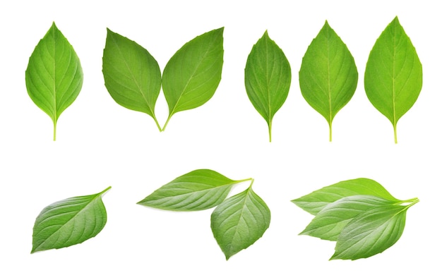 Hojas de albahaca fresca sobre fondo blanco.