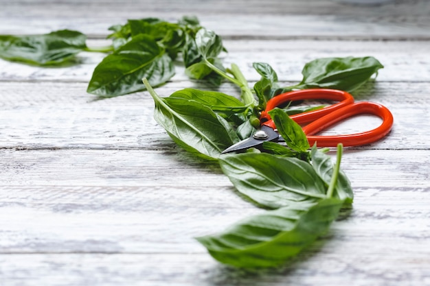 Hojas de albahaca fresca con tijeras sobre el fondo blanco de madera con espacio de copia