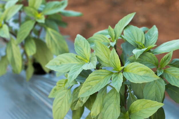 Hojas de albahaca fresca