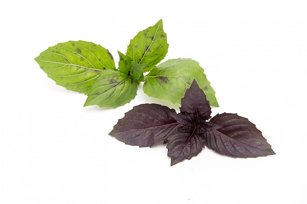 Las hojas de albahaca morada y verde sobre blanco