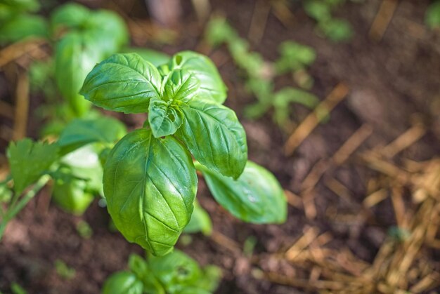 Hojas de albahaca orgánica fresca plantas de cultivo de albahaca verde en el jardín al aire libre producto ecológico de nutrición natural