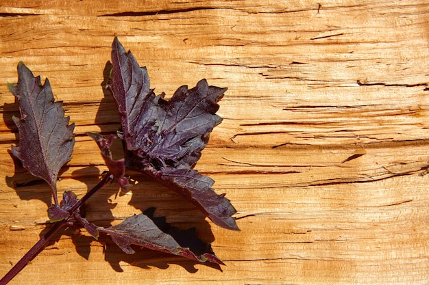 Hojas de albahaca roja sobre fondo de madera