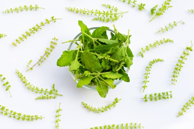 Hojas de albahaca santa con flor sobre superficie blanca