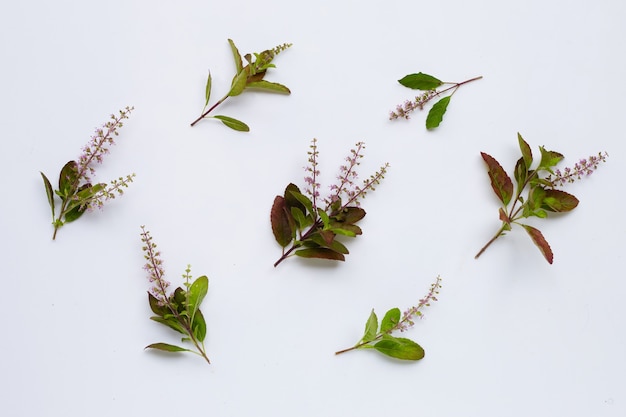 Hojas de albahaca santa fresca con flor