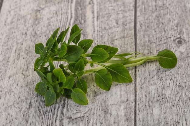 Hojas de albahaca verde