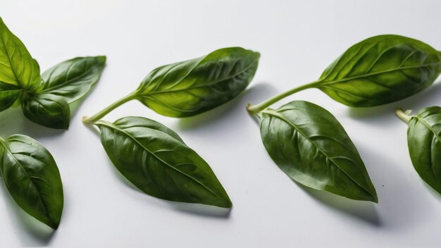 Foto hojas de albahaca verdes vibrantes contra un fondo neutral