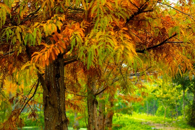 Hojas de alerce del bosque de alerces de otoño que se vuelven rojas