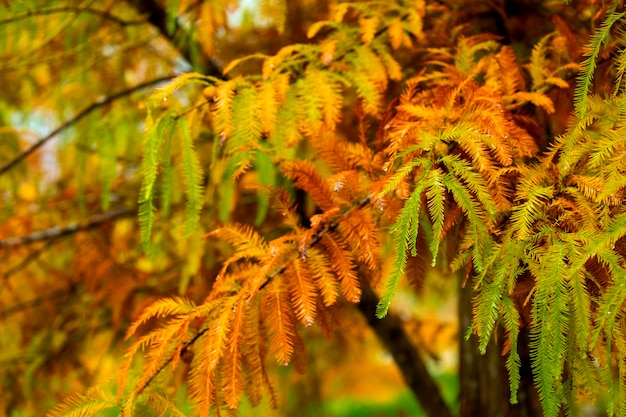 Hojas de alerce del bosque de alerces de otoño que se vuelven rojas