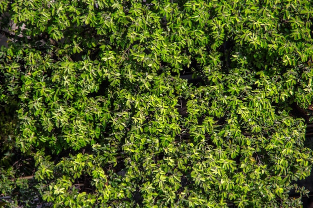 Hojas de almendro al aire libre en Río de Janeiro