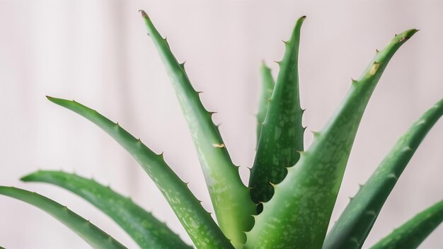 Hojas de aloe vera aisladas