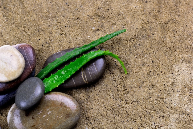 Hojas de aloe vera y piedras mojadas sobre un fondo de arena.