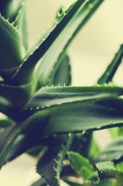 Hojas de aloe vera sobre un fondo amarillo