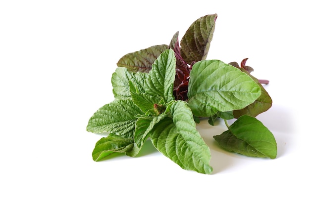 Hojas de amaranto verde y rojo sobre un fondo blanco. Ingredientes para cocinar recetas y platos.