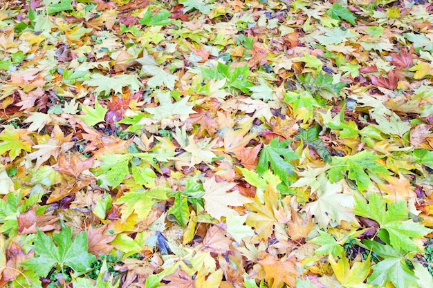 Hojas amarillas abscisas en otoño parque prado