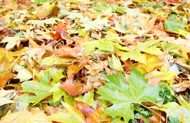 Hojas amarillas abscisas en otoño parque prado