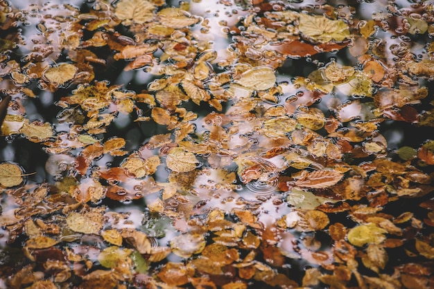 Hojas amarillas en el agua