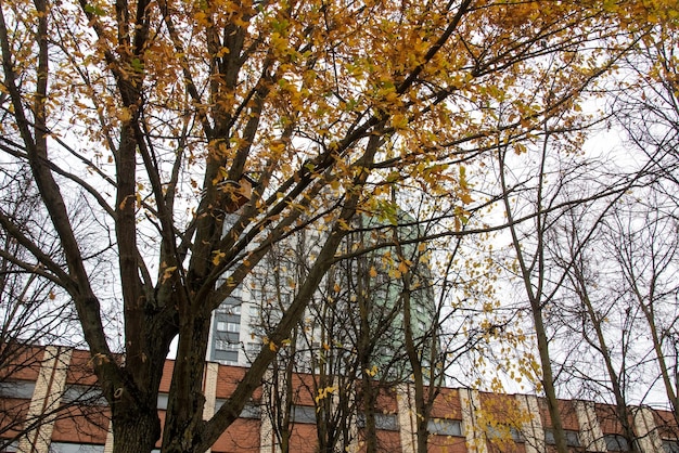 Hojas amarillas en el árbol contra el fondo de casas altas