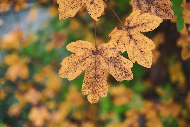 Hojas amarillas de los árboles en la temporada de otoño, colores otoñales